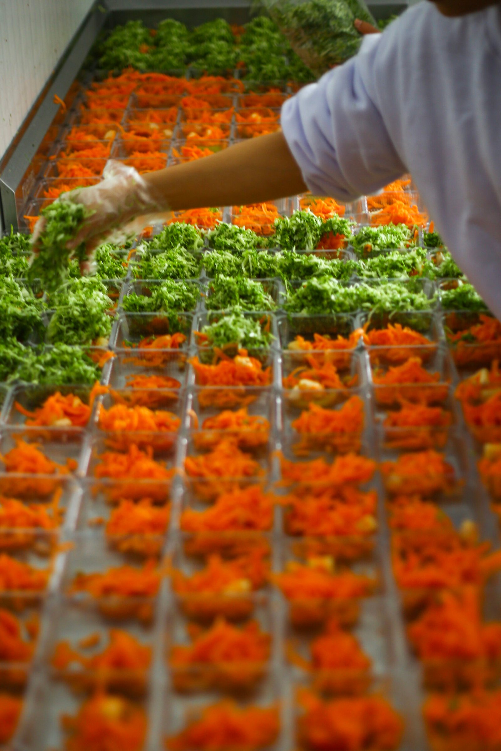 Alimentação Transportada